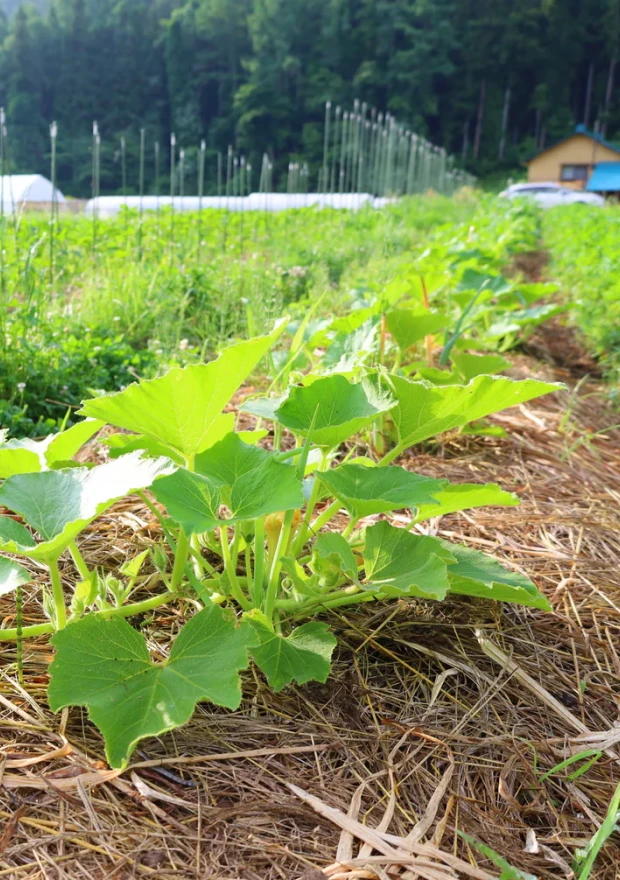 自然菜園で育つ緑の植物