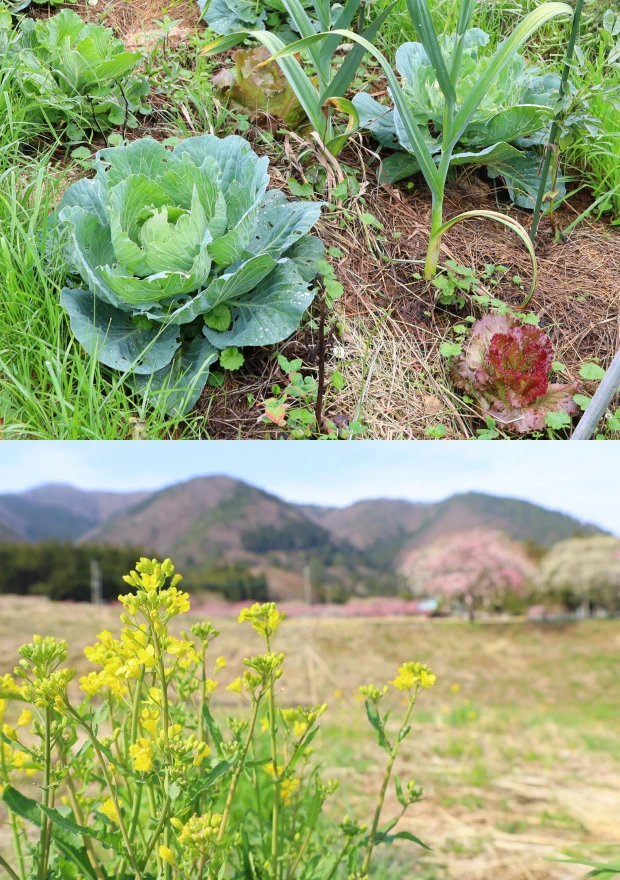 自然菜園で育つキャベツやネギと、背景に山と桜が見える菜の花畑